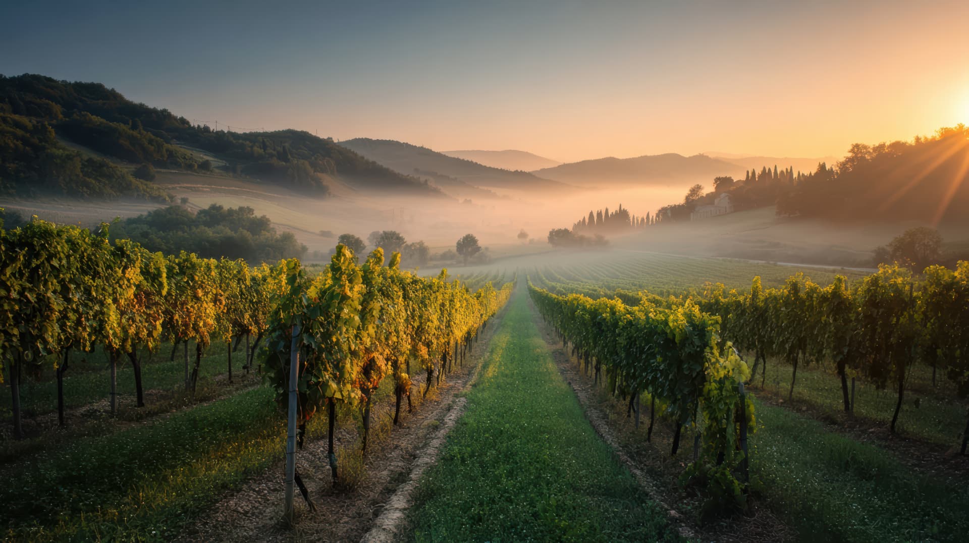 Weinberge im morgendlichen Nebel